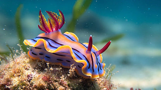 UNDERWATER - Nudibranchs - Jewels Of The Ocean