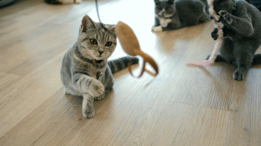 CAT - 1 Hour of Cinematic Slow Motion Cats with Music