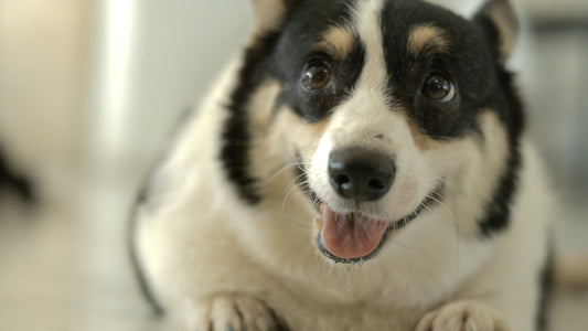 CAT - Thailand’s Biggest Dog Café in Slow Motion