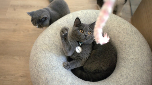 CAT - Super Slow Motion Cats – 1 Hour of Furry Fun in Stunning Details