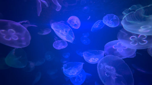 SLEEP - 1 Hour Sleep with Jellyfish and Soothing Sounds