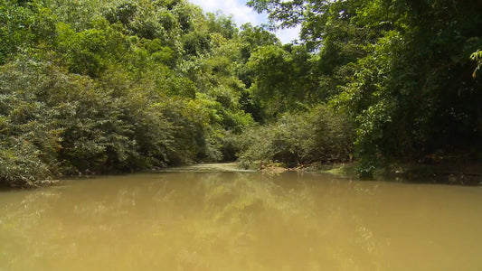 SLEEP - Mangrove River and Mountain Scenery with Jungle Sounds