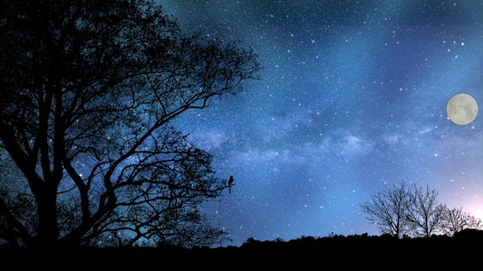 SLEEP  - Nightingale Song at Night Time with Star Sky