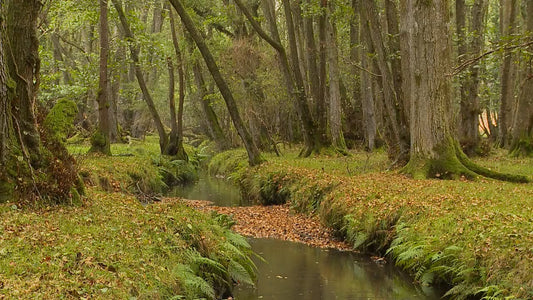 SLEEP - Rain Woodland River with Rain Sounds