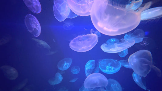 SLEEP - Sleep to Jellyfish with Whale Sounds and Calming Underwater Sounds