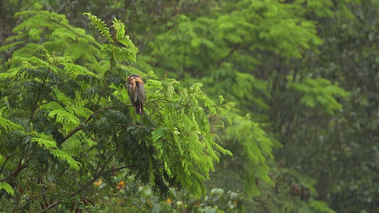 SLEEP - Tropical Monsoon with Rain Sounds