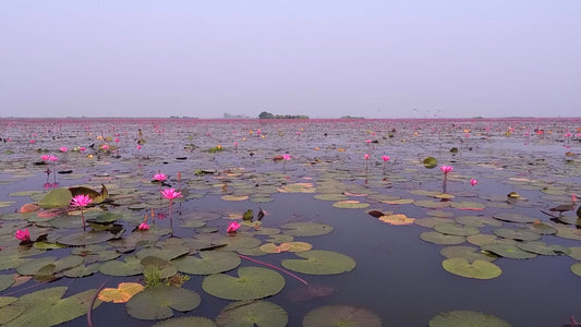 SLEEP - Wonderful Relaxing Red Lotus Lake with Soothing Music