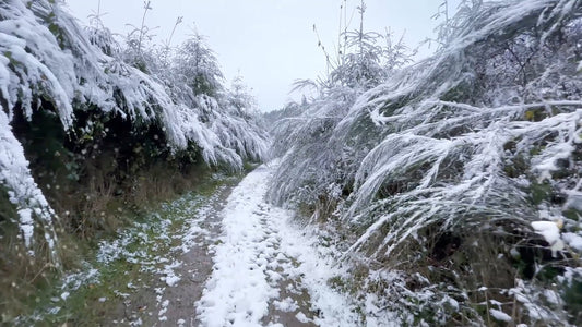 Virtual Walk - Snow Walk - Ardennes Belgium