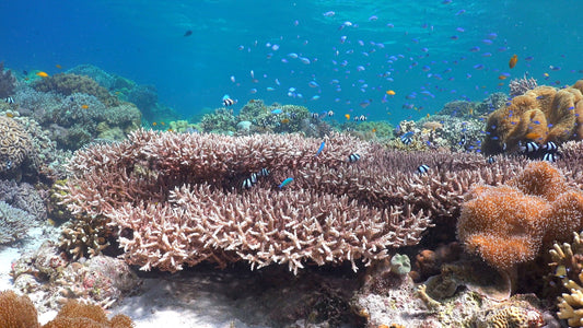 UNDERWATER - The Coral Reef - A Marine Life Haven