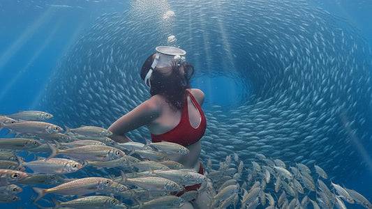 UNDERWATER - The Last Sardines - One Million Silver Lives