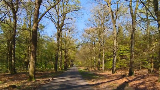 Fitness Journeys - Through the Forest, for Indoor Walking, Treadmill, and Cycling Workouts