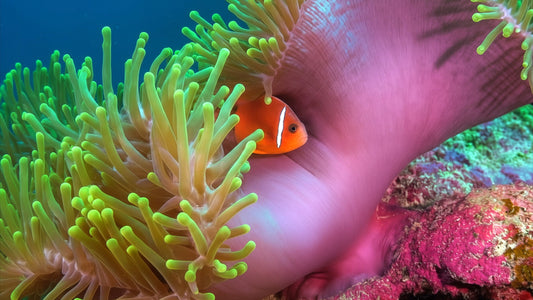 UNDERWATER - Anemonefish - Life In Living Shelter
