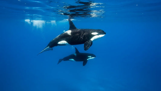 UNDERWATER  - Blue Silence - Life in the Vast Blue Ocean