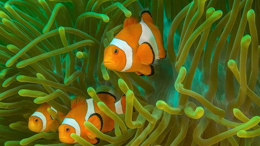 UNDERWATER - Clownfish - Life In The Tropical Ocean