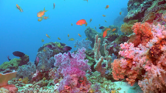 UNDERWATER - Coral Reef Backdrops - Static Ocean Views