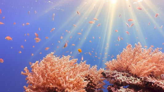 UNDERWATER - Coral Reef Scenes – Static Reef Shots
