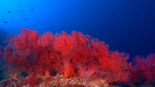 UNDERWATER - Coral Tranquility - The Beauty Of Living Coral