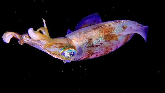 UNDERWATER - Neon Nights - The Glowing World of Underwater Creatures