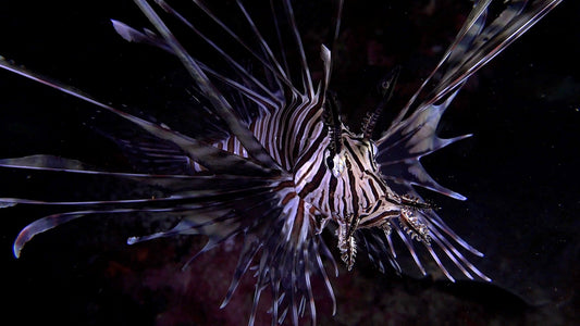 UNDERWATER - Nocturnal Ocean - Life After Dark