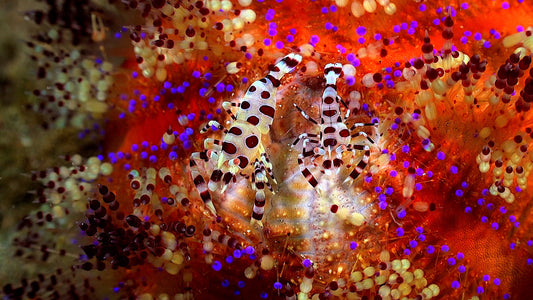 UNDERWATER - Ocean Colors - Colorful Marine Life in Natural Habitats