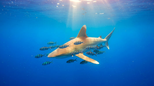 UNDERWATER - Predatory Grace - Face to Face with the Ocean’s Apex Hunters