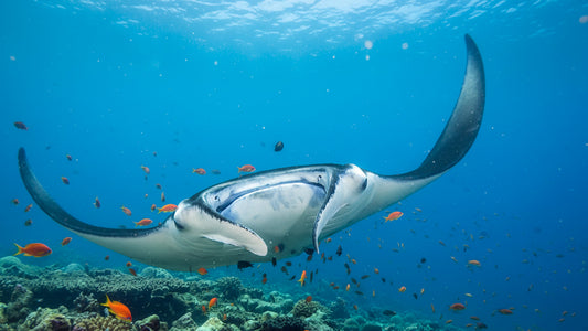 UNDERWATER - Ray Ballet - The Elegant Dance of Oceanic Rays