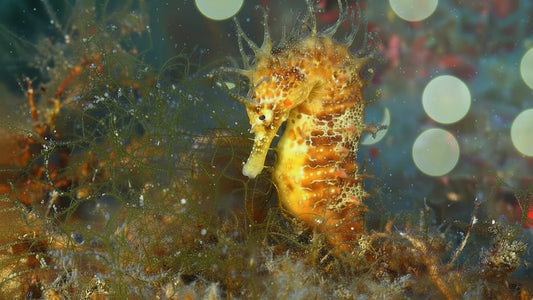 UNDERWATER  - Seahorse Symphony - Rhythm Beneath the Waves
