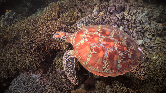 UNDERWATER - Wonderful Turtles - Discover the Beauty and Grace of Sea Turtles