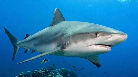 UNDERWATER - Dive Marquesas Islands- Made By Nature