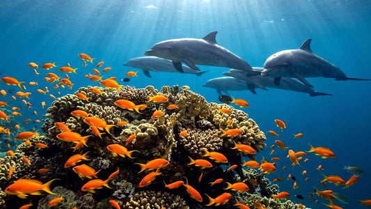 UNDERWATER - Dive The Red Sea - A Dream In Liquid Blue