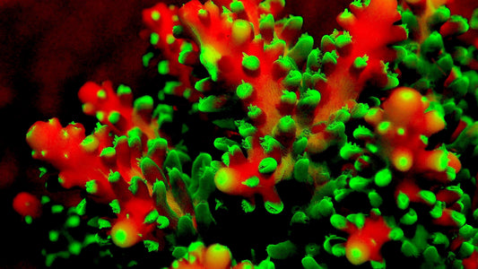 UNDERWATER - Fluorescent Corals - Glowing Ocean Secrets