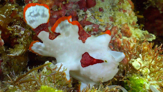 UNDERWATER  - Frogfish Secrets - The Art Of The Lure
