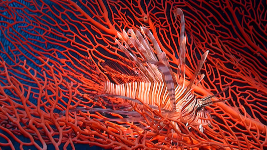 UNDERWATER - Lion's Mane - Venomous Beauty