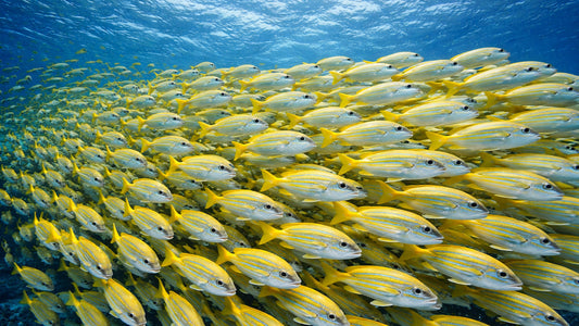 UNDERWATER - Fish Shoal - Life In Perfect Motion