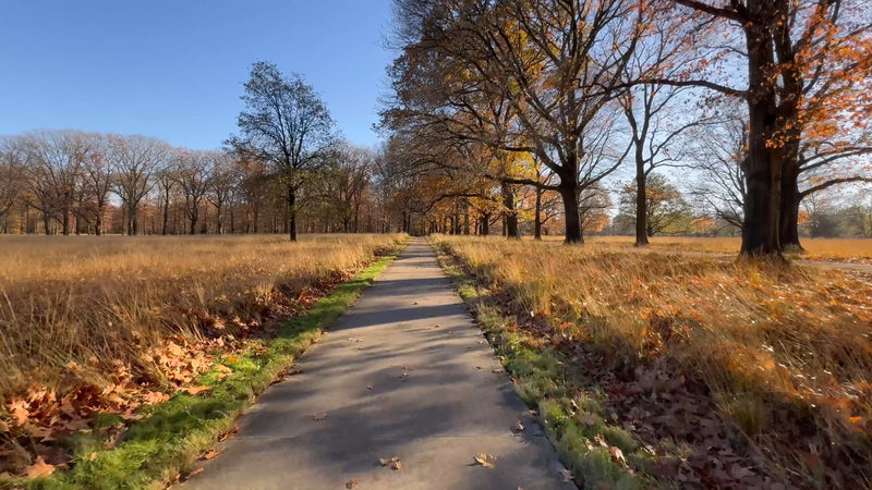 Virtual Cycle - Through the Fall Forest - The Netherlands