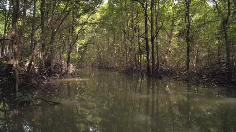 Virtual Rowing - Mangrove River - Krabi - Thailand