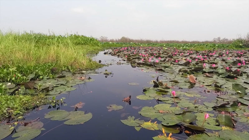 Virtual Rowing - Red Lotus Lake - Udon Thani - Thailand - World Strangest Lake