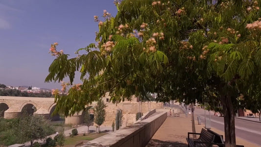 Virtual Run – Córdoba, Spain