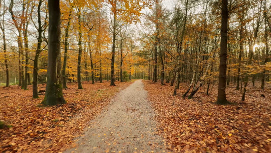 Virtual Run – Fall Forest, Netherlands