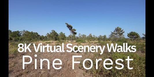 Virtual Scenery Walks - Pine Forest in Strong Wind - With HD Nature Sounds