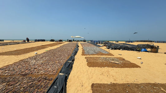 Virtual Walk - Negombo - Sri Lanka