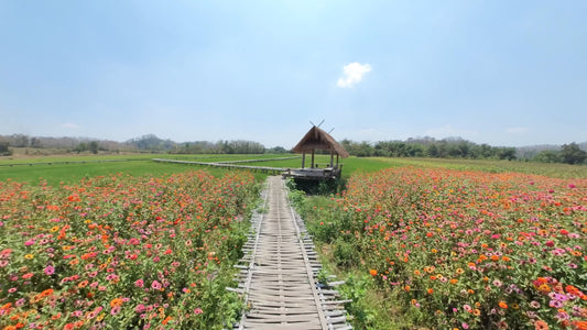 Virtual Walk - Rice Fields - Thailand