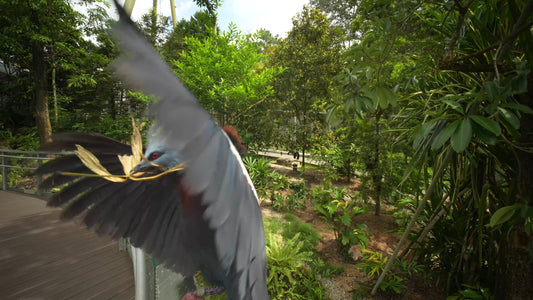 Virtual Walk - World Largest Tropical Bird Park - Bird Paradise - Singapore