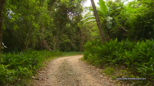 Fitness Journeys - Through the Rainforest for Indoor Walking, Treadmill, and Cycling Workouts