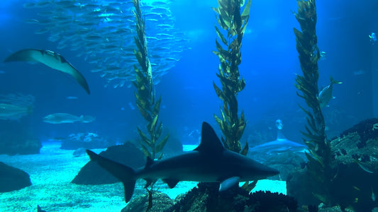 AQUARIUM - Deep Sea Aquariums
